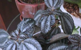 以泡叶冷水花的养护技巧（掌握关键诀窍，打造迷人水景）