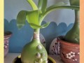 金虎眼的养护指南（关爱您的金虎眼，让其焕发璀璨光芒）