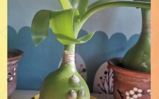 金虎眼的养护指南（关爱您的金虎眼，让其焕发璀璨光芒）