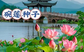 精彩味蕾（探索荷花子的烹饪艺术，开启味蕾的魔幻之旅）