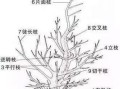龙翅海棠修剪与造型指南（修剪时间、方法和技巧详解，打造美轮美奂的海棠花园）