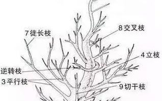 龙翅海棠修剪与造型指南（修剪时间、方法和技巧详解，打造美轮美奂的海棠花园）