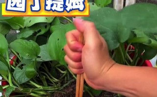 绿萝枯叶治疗方法与护理技巧（恢复绿萝健康的关键在于正确的护理和保养）