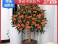 四季开花的木本植物花卉盛放（探寻四季皆有花的木本植物，美化生活美好生活）