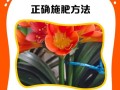 君子兰花的受粉过程及重要性（探究君子兰花的受粉方式和繁殖机制）
