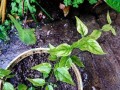 凤仙花养护教程（凤仙花养护技巧与经验分享）