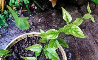 凤仙花养护教程（凤仙花养护技巧与经验分享）