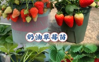 四季草莓到底有毒吗？（室内养殖须知）