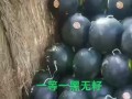 揭秘宁夏西瓜产地，美味背后的故事（从土地到市场，一步步探寻宁夏西瓜的生产和销售链路）