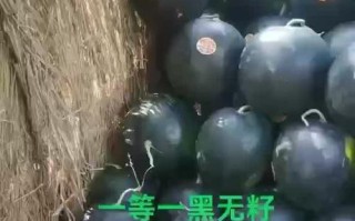 揭秘宁夏西瓜产地，美味背后的故事（从土地到市场，一步步探寻宁夏西瓜的生产和销售链路）