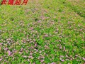 菊花——木本还是草本？（探讨菊花的植物分类及生长习性）