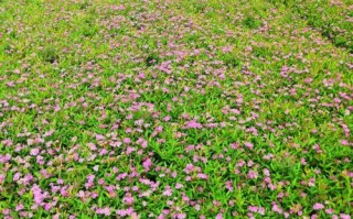 菊花——木本还是草本？（探讨菊花的植物分类及生长习性）