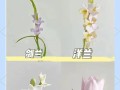 冬天如何养护唐菖蒲剑兰？（掌握关键技巧，让它们在寒冷季节中茁壮成长）