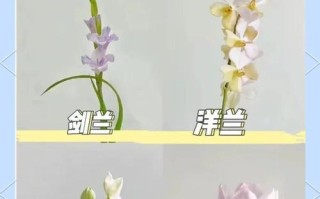 冬天如何养护唐菖蒲剑兰？（掌握关键技巧，让它们在寒冷季节中茁壮成长）