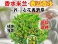 米兰花浇水技巧（掌握浇水频率，让米兰花健康茁壮）