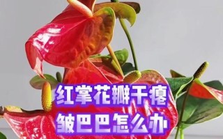 红掌花枯萎的补救方法（拯救枯萎的红掌花，从根部抓起）