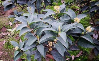 揭秘！一年内桂花树苗能长多高（每年平均生长几公分？）