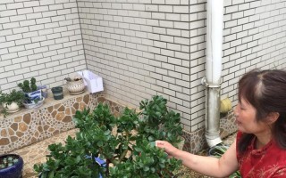 厚脸皮植物的水养技巧（以厚脸皮植物怎么水养？解析这些常见问题）
