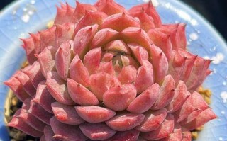 西府海棠养殖全攻略（打造美丽花园的首选之花）