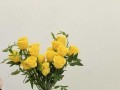 剪枝后的玫瑰，如何打理成盛开花朵（关键步骤与养护技巧，让玫瑰焕发绚丽的生机）