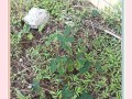 揭秘含羞草神秘面纱（探寻含羞草的外貌、习性、生长环境等特征）