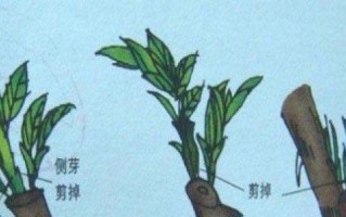 以一叶兰怎么分盆（一叶兰分盆的步骤与注意事项）