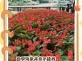 四季海棠繁殖方法和注意事项（了解四季海棠的关键，培育美丽花园）
