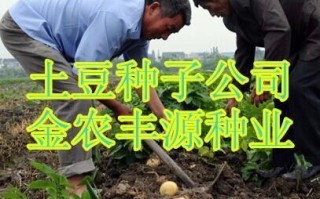 土豆种植全攻略（从种子到收成，一步不漏）