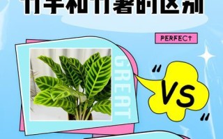 孔雀竹芋的繁殖方法及注意事项（多肉植物新手也能轻松操作，掌握让你省心省力）