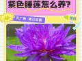 水莲养护全攻略（了解水莲最佳养护方法，让它绽放生机）