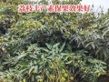 海南荔枝成熟上市时间及品种介绍（探秘海南荔枝成熟期及品种特色，带你品尝不一样的热带风情）