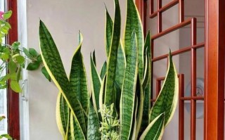 虎皮兰的阳光习惯（探寻虎皮兰的太阳习性，了解其如何与太阳共舞）