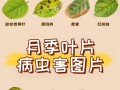 保护健康，预防生病——以月季为例（月季花的养护和健康，让您远离疾病）