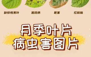 保护健康，预防生病——以月季为例（月季花的养护和健康，让您远离疾病）