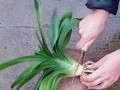 以君子兰出芽为主题的养护方法（打造健康君子兰的秘诀）