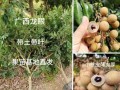 如何种植健康的盆栽桂圆？（掌握这些窍门，让你的桂圆健康成长！）