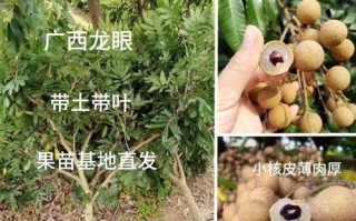 如何种植健康的盆栽桂圆？（掌握这些窍门，让你的桂圆健康成长！）