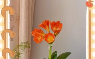 打造旺盛的君子兰，养护秘籍揭密（掌握这一关键，让君子兰健康茁壮）
