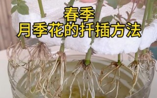 月季花的扦插技巧与最佳时机（掌握正确扦插方法，让你的月季花繁衍蓬勃）