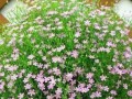 如何种植月兔耳的种子（从播种到收获，轻松种植月兔耳）