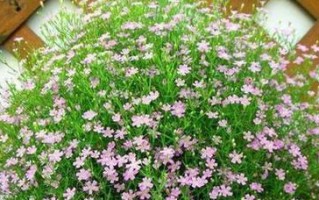如何种植月兔耳的种子（从播种到收获，轻松种植月兔耳）