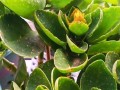 长寿花顶端叶片干瘪的原因及解决方法（探究长寿花叶片枯萎的原因和有效处理方法）
