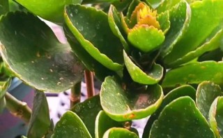 长寿花顶端叶片干瘪的原因及解决方法（探究长寿花叶片枯萎的原因和有效处理方法）