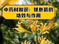 以忽地笑怎么种植——让您的花园充满欢乐（忽地笑种植方法、忽地笑种植技巧、忽地笑种植注意事项）