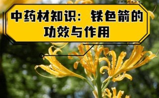 以忽地笑怎么种植——让您的花园充满欢乐（忽地笑种植方法、忽地笑种植技巧、忽地笑种植注意事项）
