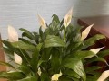 白掌花水培黑的原因及解决方法（白掌花水培过程中为什么会变黑，如何解决）