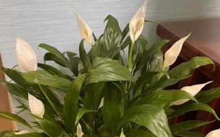 白掌花水培黑的原因及解决方法（白掌花水培过程中为什么会变黑，如何解决）