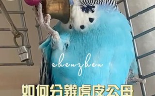 如何帮助黄红眼鹦鹉摆脱便秘的困扰（全面了解黄红眼鹦鹉便秘的原因及解决方法）