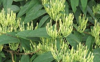 金银花的空气净化功效（揭秘金银花净化空气的真相和技巧）