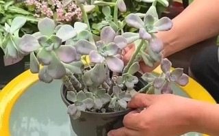 水里扦插多肉发芽的后续护理与处理（培育多肉新苗的关键步骤及技巧）